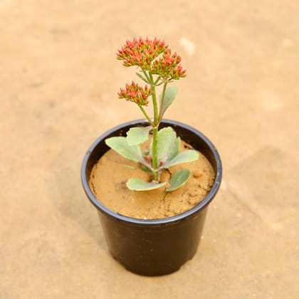 Buy Kalanchoe Succulent (Any Colour) in 6 Inch Nursery Pot | Urvann.com