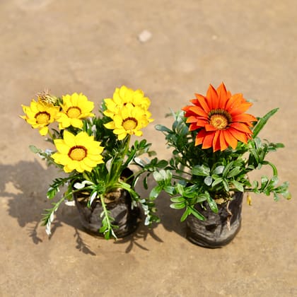 Buy Set of 2 - Gazania (Any Colour) in 4 Inch Nursery bag | Urvann.com