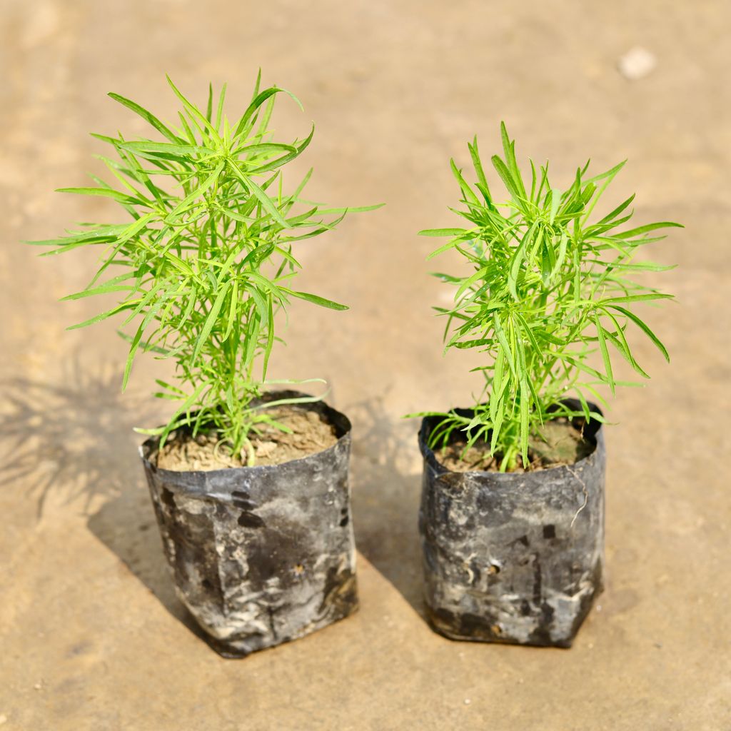 Set of 2 - Kochia in 4 Inch Nursery bag