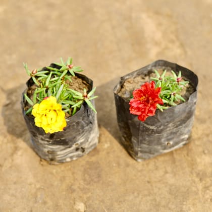 Buy Set of 2 - Portulaca Moss Rose (Any colour) in 4 Inch Nursery bag | Urvann.com