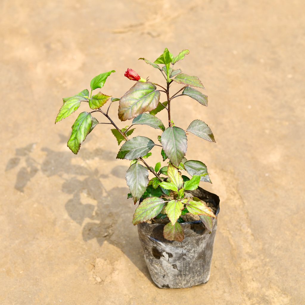 Hibiscus / Gudhal (Any Colour) in 5 Inch Nursery bag