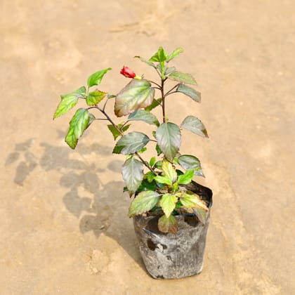 Buy Hibiscus / Gudhal (Any Colour) in 5 Inch Nursery bag | Urvann.com