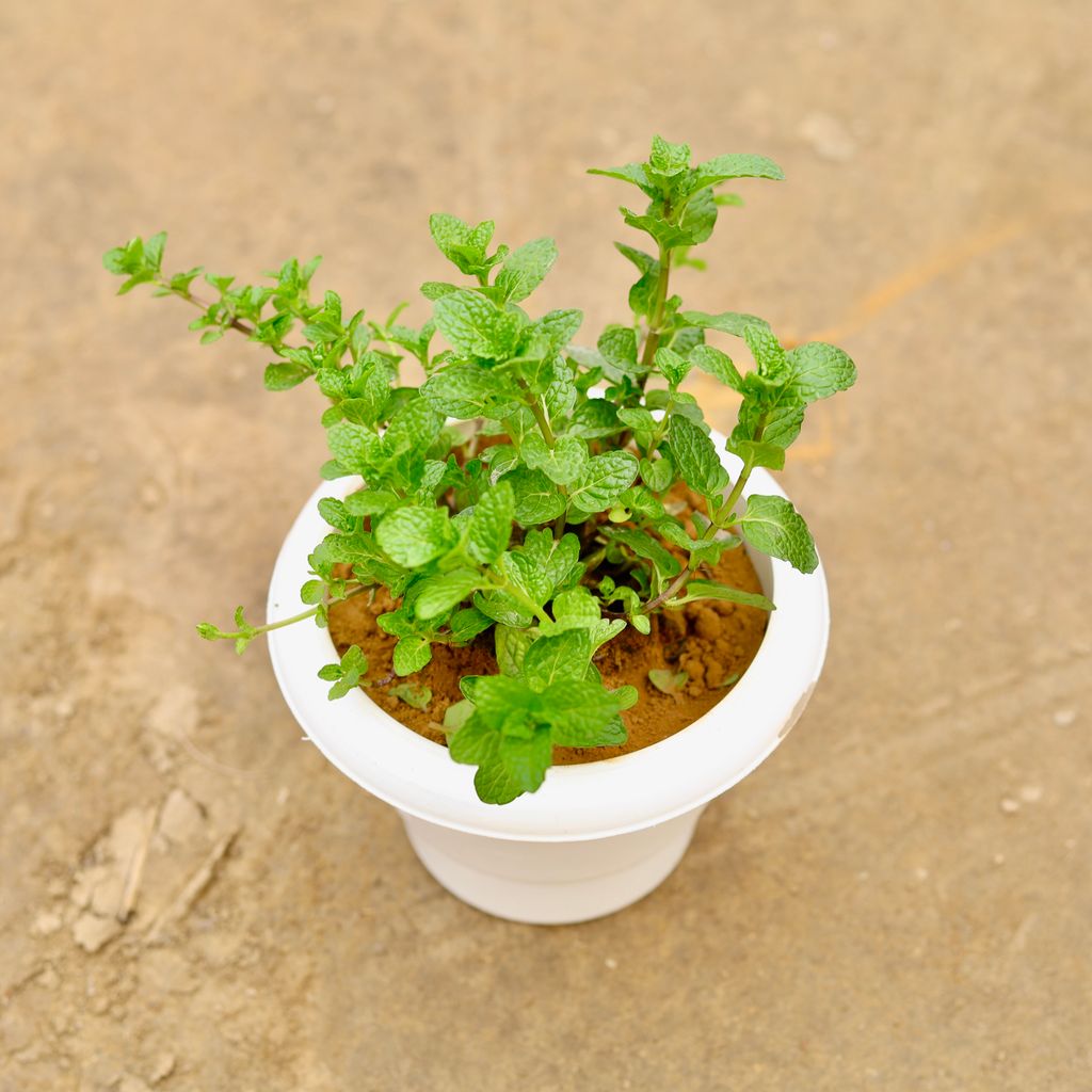 Mint/ Pudina in 6 Inch Classy White Plastic Pot