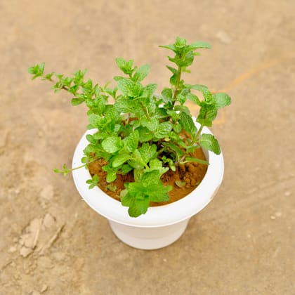 Buy Mint/ Pudina in 6 Inch Classy White Plastic Pot | Urvann.com