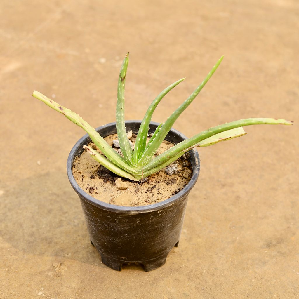 Aloevera in 6 Inch Nursery Pot