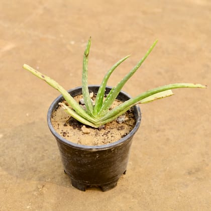 Buy Aloevera in 6 Inch Nursery Pot | Urvann.com