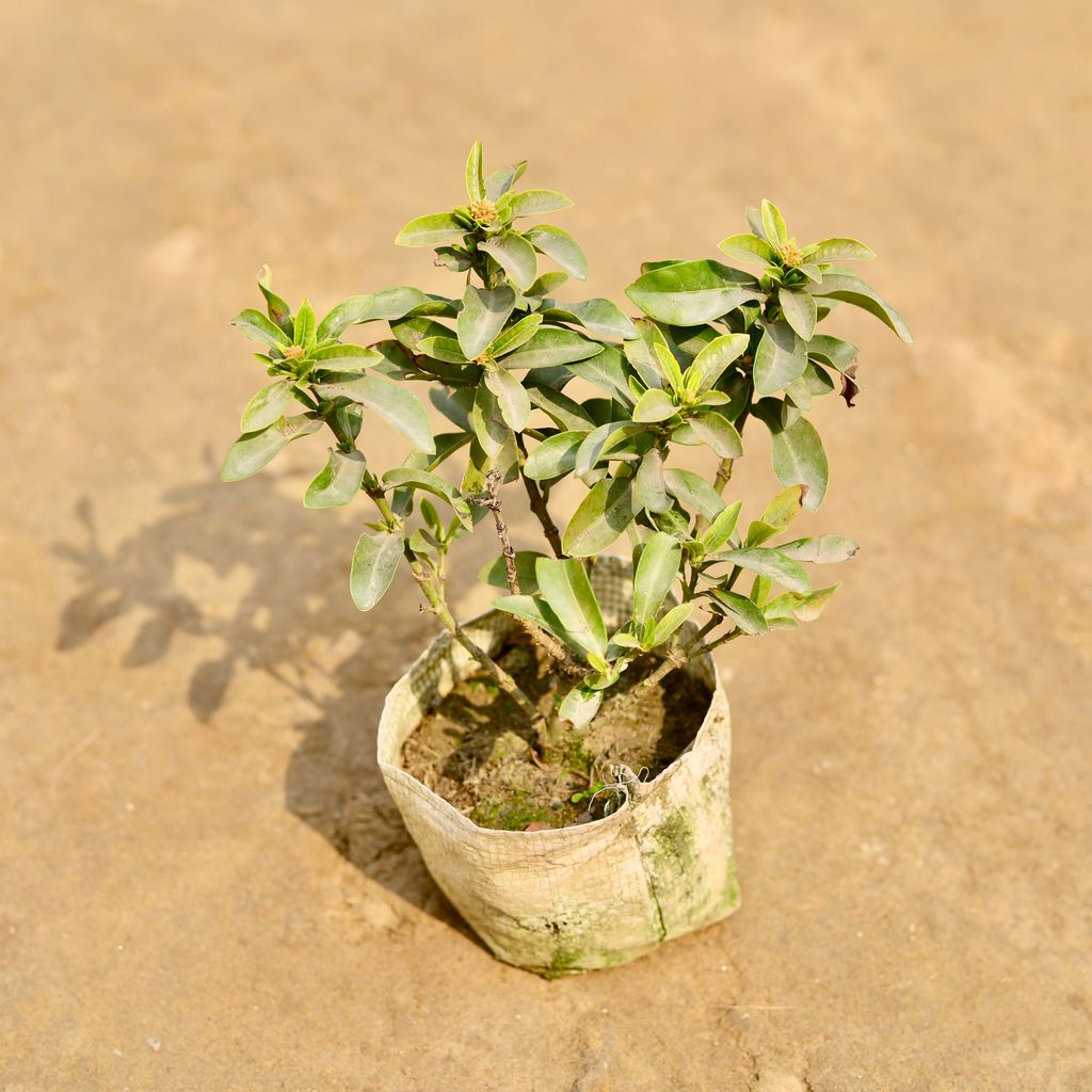 Chinese Ixora (Any Colour) in 4 Inch Nursery bag