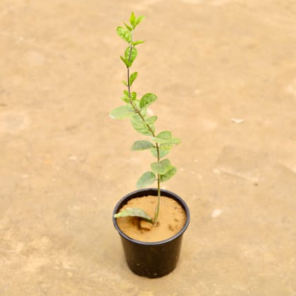 Buy Mogra / Jasmine (Any Colour) in 6 Inch Nursery Pot | Urvann.com