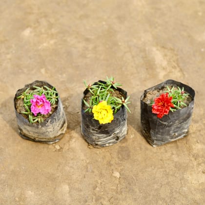 Buy Set of 3 - Portulaca Moss Rose (Any colour) in 4 Inch Nursery bag | Urvann.com