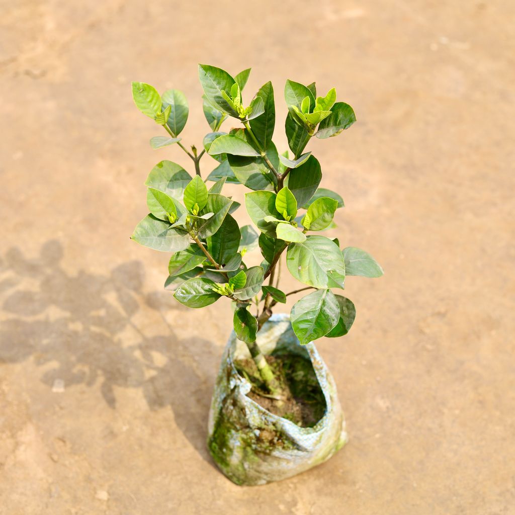 Gandhraaj / Gardenia in 7 Inch Nursery bag