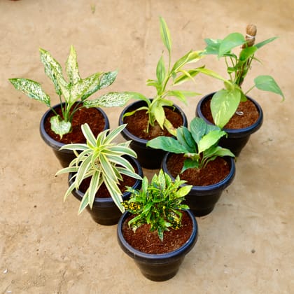 Buy Set of 6 - Aglaonema Snow White, Lucky Bamboo, Money Plant with Moss Stick, Song of India, Peace Lily & Baby Croton in 8 Inch Black Classy Plastic Pot Online | Urvann.com