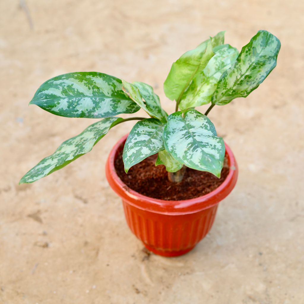 Aglaonema Silver King in 8 Inch Terracotta Red Olive Plastic Pot