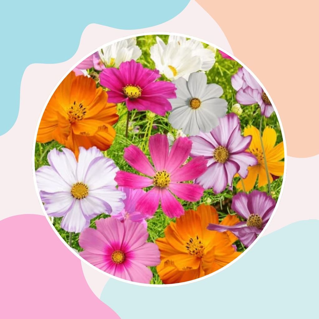 Cosmos Mixed Flower Seeds - Excellent Germination