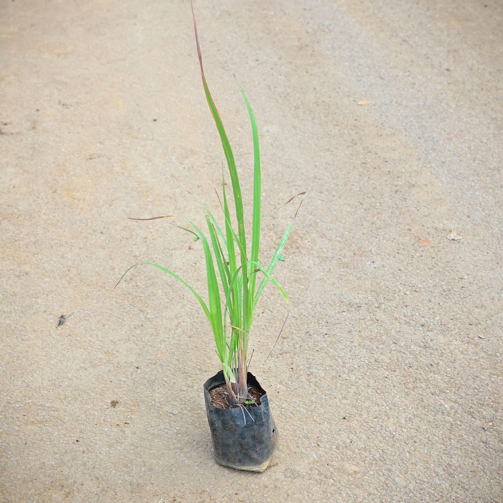 Lemon Grass in 4 Inch Nursery Bag