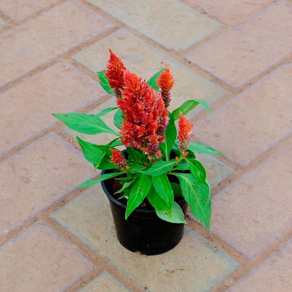 Cockscomb (Any Colour) in 4 Inch Nursery Pot