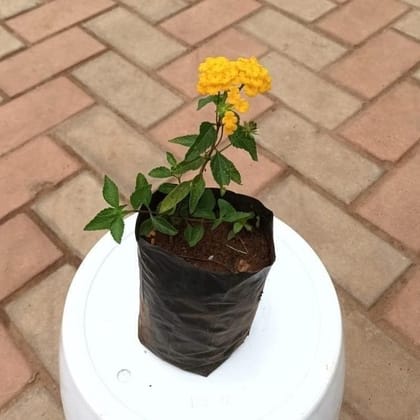 Buy Lantana Yellow in 3 Inch Nursery Bag Online | Urvann.com