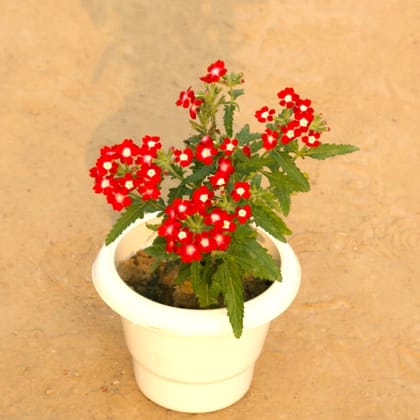 Verbena (any colour) in 6 Inch Classy White Plastic Pot