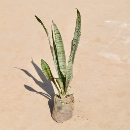 Snake Long Green (~ 1-1.5 Ft) in 4 Inch Nursery Bag