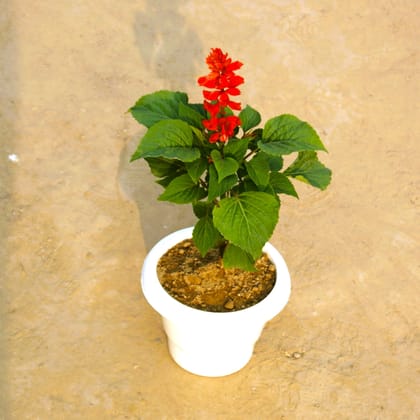 Salvia (any colour) in 6 Inch Classy White Plastic Pot