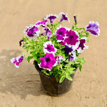 Petunia (any colour) in 6 Inch Nursery Pot