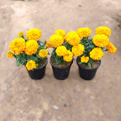 Set of 3 - Marigold (any colour) in 6 Inch Nursery Pot