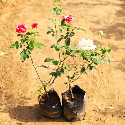 Set of 2 - English Roses (any colour) in 4 Inch Nursery Bag