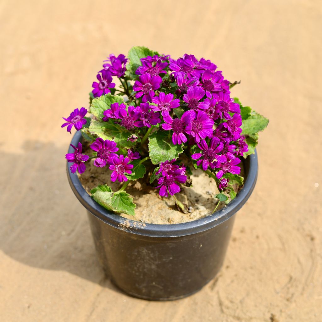 Cineraria (any colour) in 8 Inch Nursery Pot