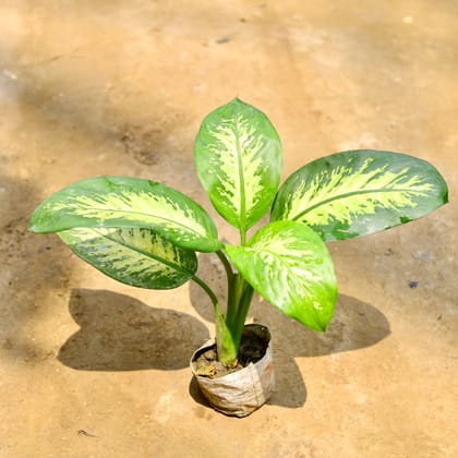 Dieffenbachia Seguin in 3 Inch Nursery Bag