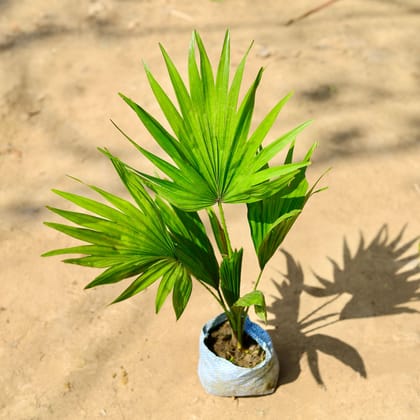 Buy China / Fan Palm in 4 Inch Nursery Bag Online | Urvann.com