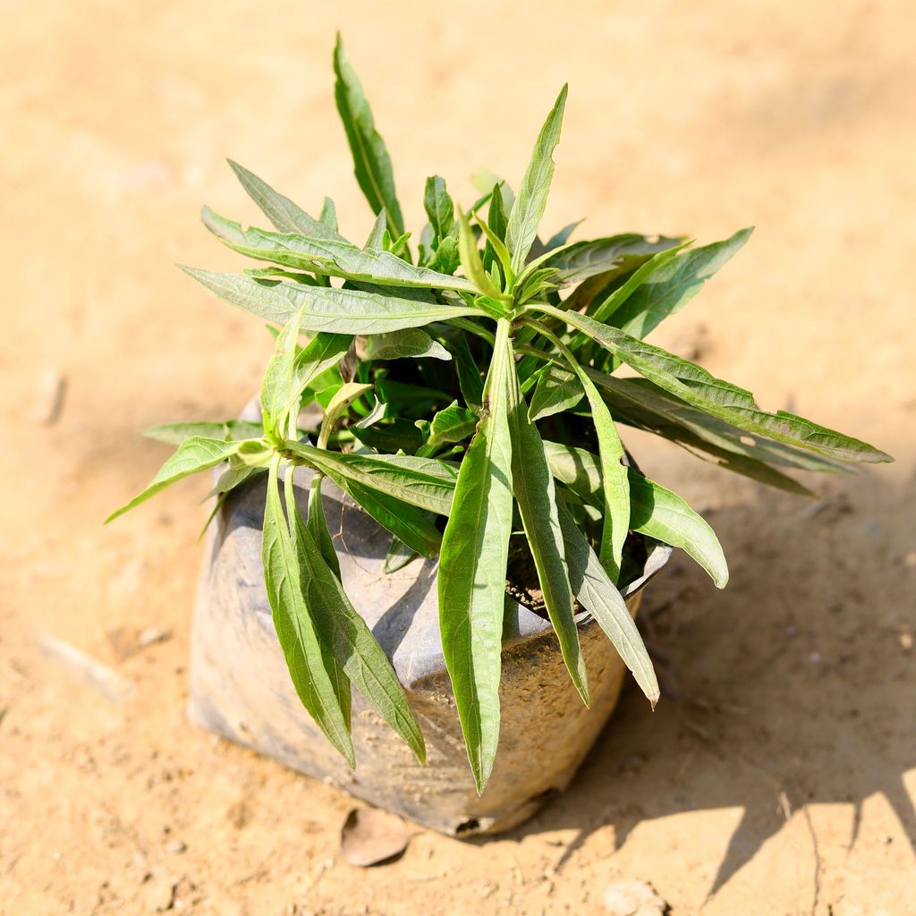 Ruellia / Ruellia (any colour) in 5 Inch Nursery Bag