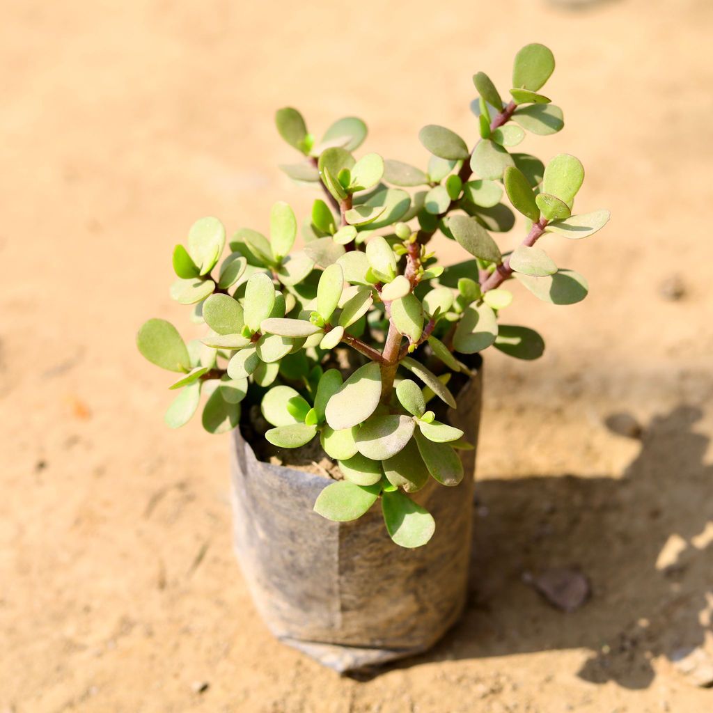 Jade in 4 Inch Nursery Bag