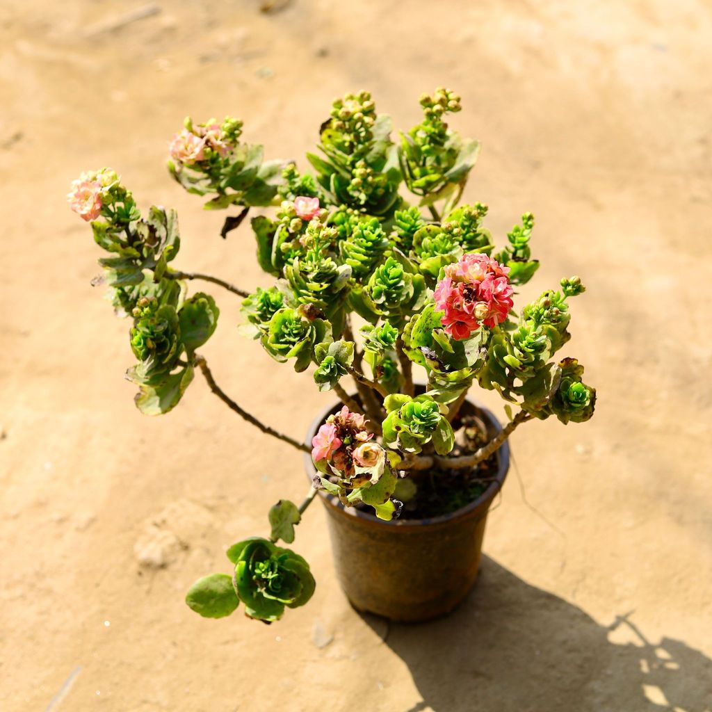 Kalanchoe Flowery Succulent (any colour) in 6 Inch Nursery Pot