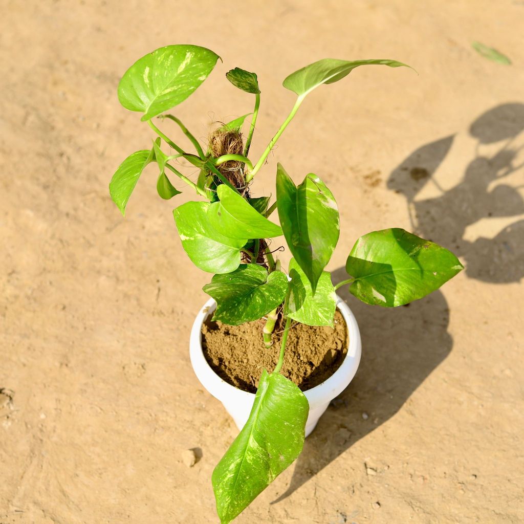 Money Plant Green with 1.5 Ft Moss Stick in 8 Inch Classy White Plastic Pot