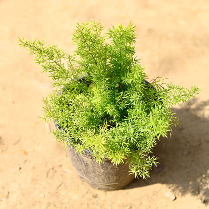 Buy Asparagus Mary in 6 Inch Nursery Pot Online | Urvann.com