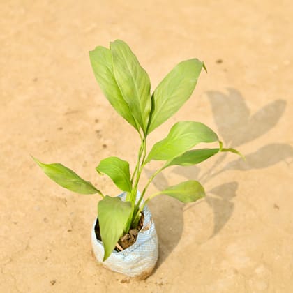 Peace Lily in 5 Inch Nursery Bag