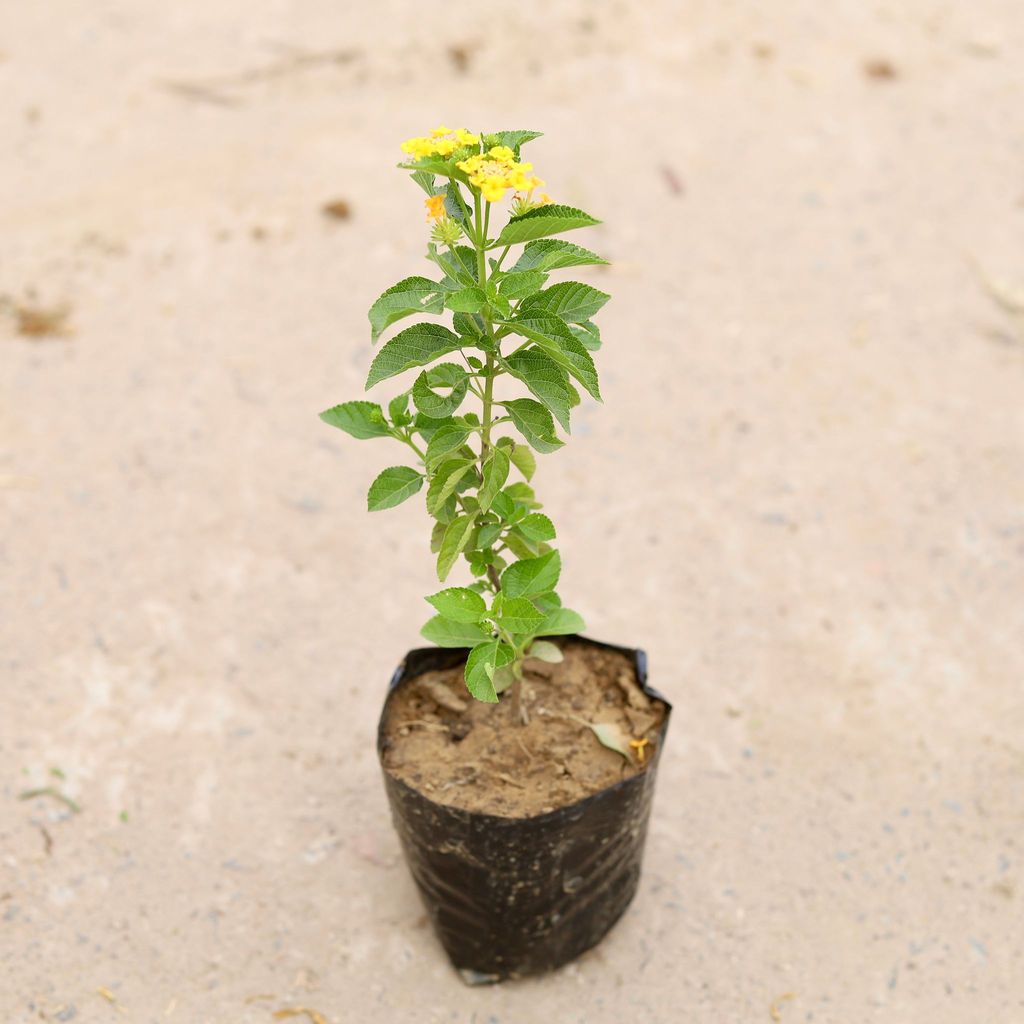 Lantana (any colour) in 4 inch Nursery Bag