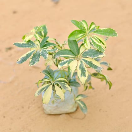 Buy Schefflera Variegated in 5 Inch Nursery Bag Online | Urvann.com