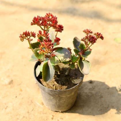 Buy Kalanchoe Desi Succulent in 6 Inch Nursery Pot Online | Urvann.com