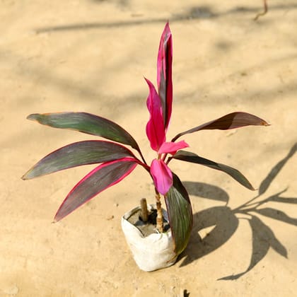 Buy Dracaena Rosea  in 4 Inch Nursery Bag Online | Urvann.com