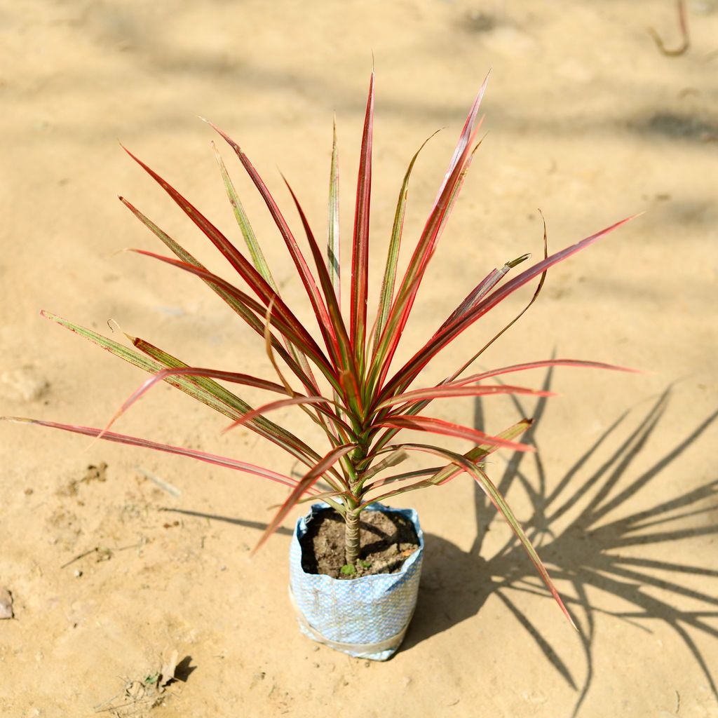 Dracaena Colorama / Marginata Red in 4 Inch Nursery Bag