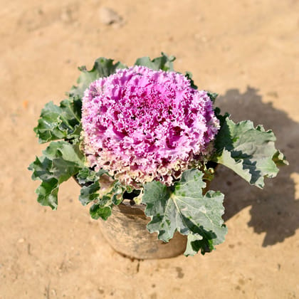 Buy Ornamental Kale Purple in 6 Inch Nursery Pot Online | Urvann.com