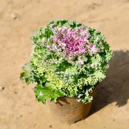 Buy Ornamental Kale Green in 6 Inch Nursery Pot Online | Urvann.com