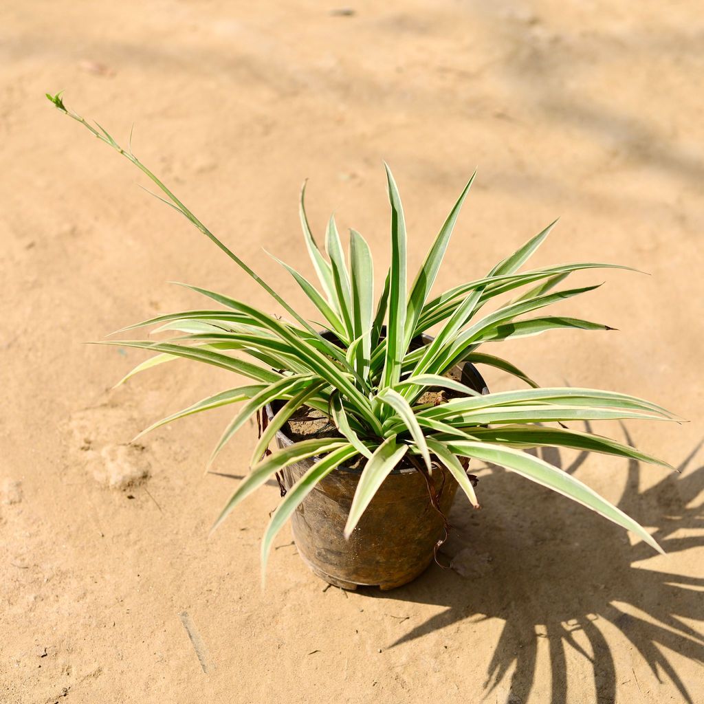 Spider Plant in 5 inch Nursery Pot