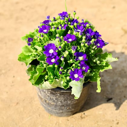 Buy Cineraria Purple  in 6 Inch Nursery Pot Online | Urvann.com