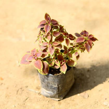 Buy Coleus Brown (any design) in 4 Inch Nursery Bag Online | Urvann.com