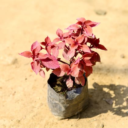 Buy Coleus Red (any design) in 4 Inch Nursery Bag Online | Urvann.com