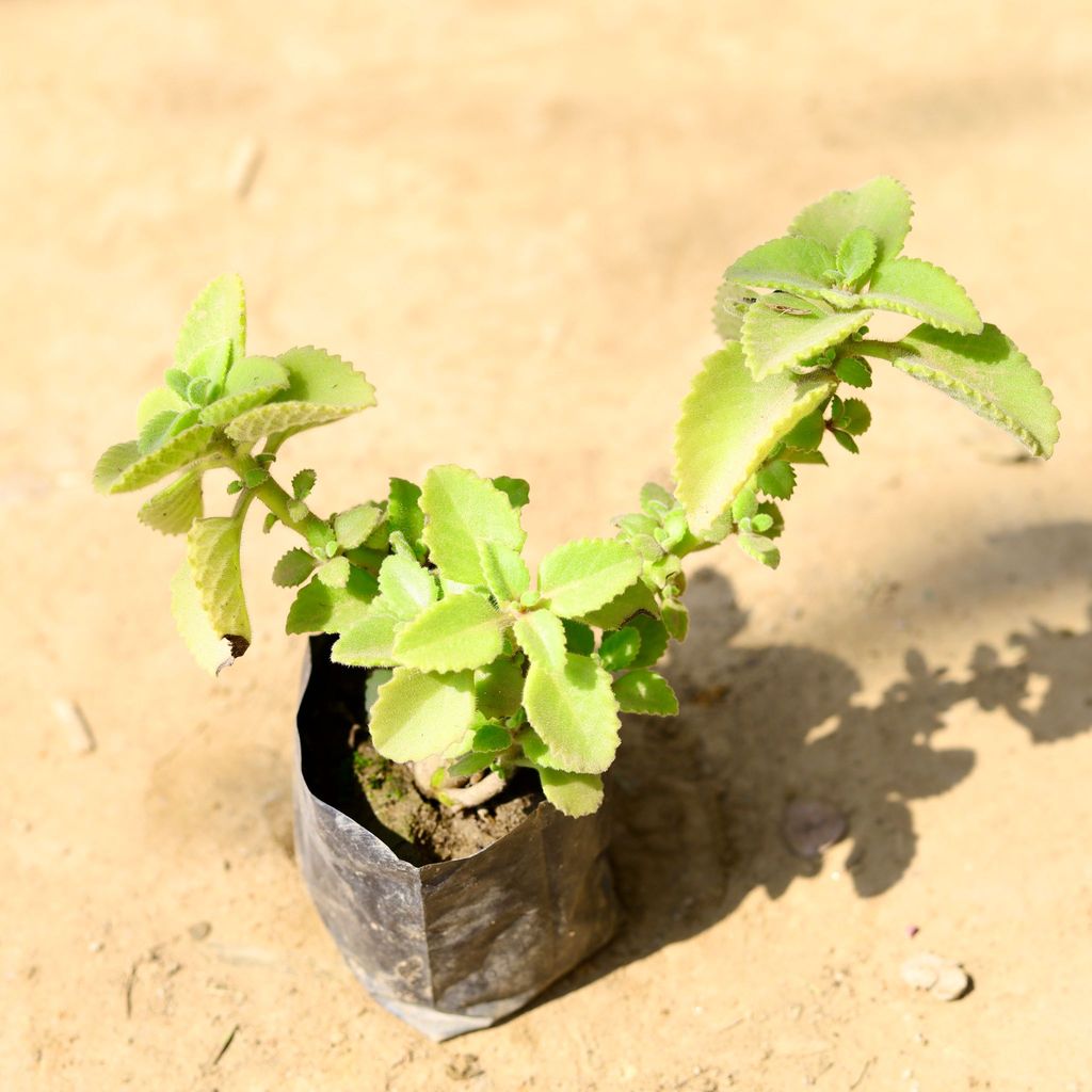 Ajwain in 4 Inch Nursery Bag