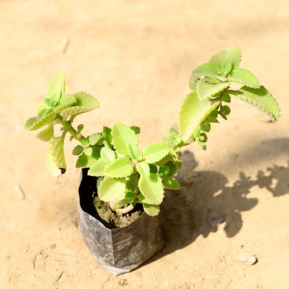 Buy Ajwain in 4 Inch Nursery Bag Online | Urvann.com