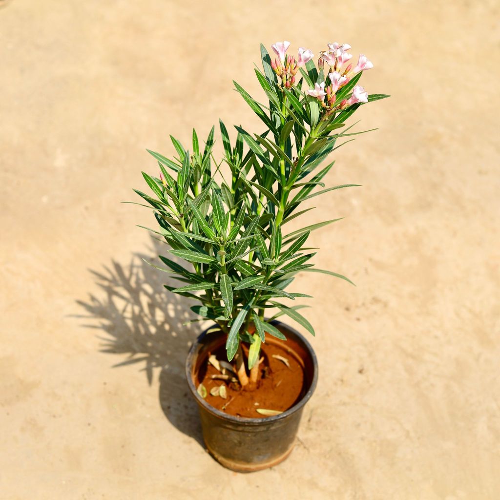 Kaner / Oleander Dwarf (any colour) in 6 inch Nursery pot