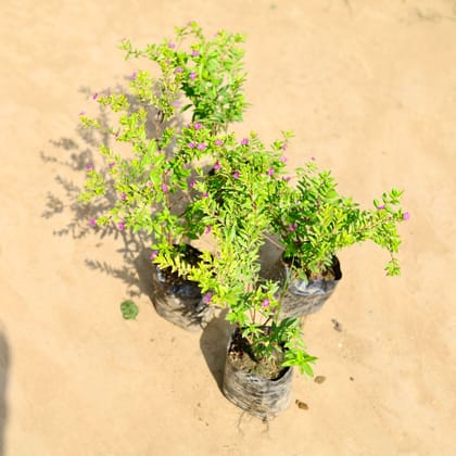 Buy Set of 4 - Cuphea / False Heather Pink in 4 inch Nursery bag Online | Urvann.com